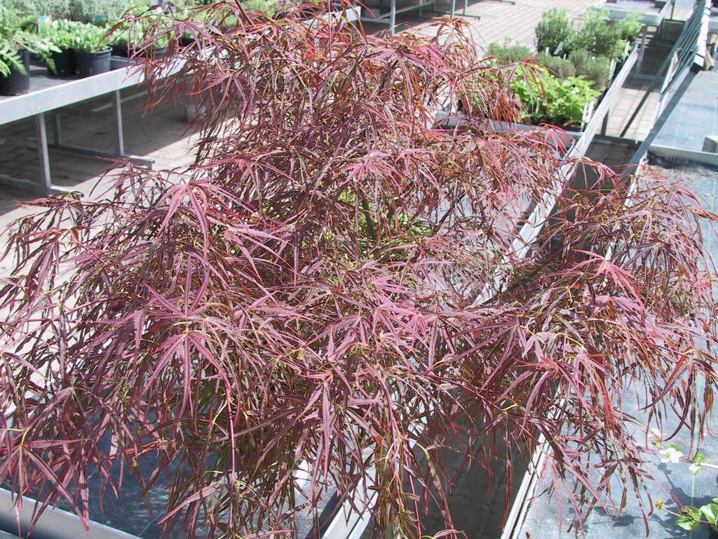 Acer palmatum Shaina.jpg